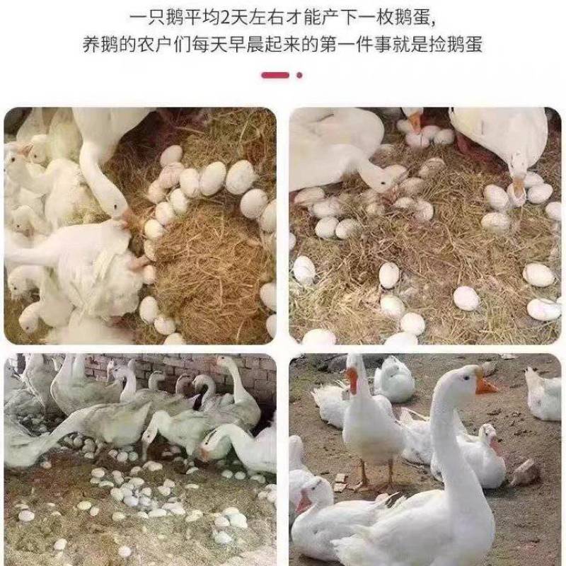 江苏鹅蛋/东台鹅蛋/散养鹅蛋/品质保证对接全国欢迎来电
