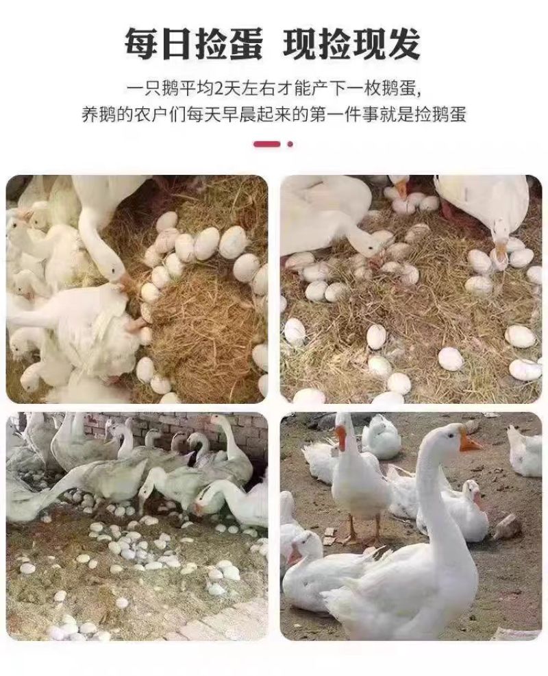 江苏鹅蛋/东台鹅蛋/散养鹅蛋/品质保证对接全国欢迎来电