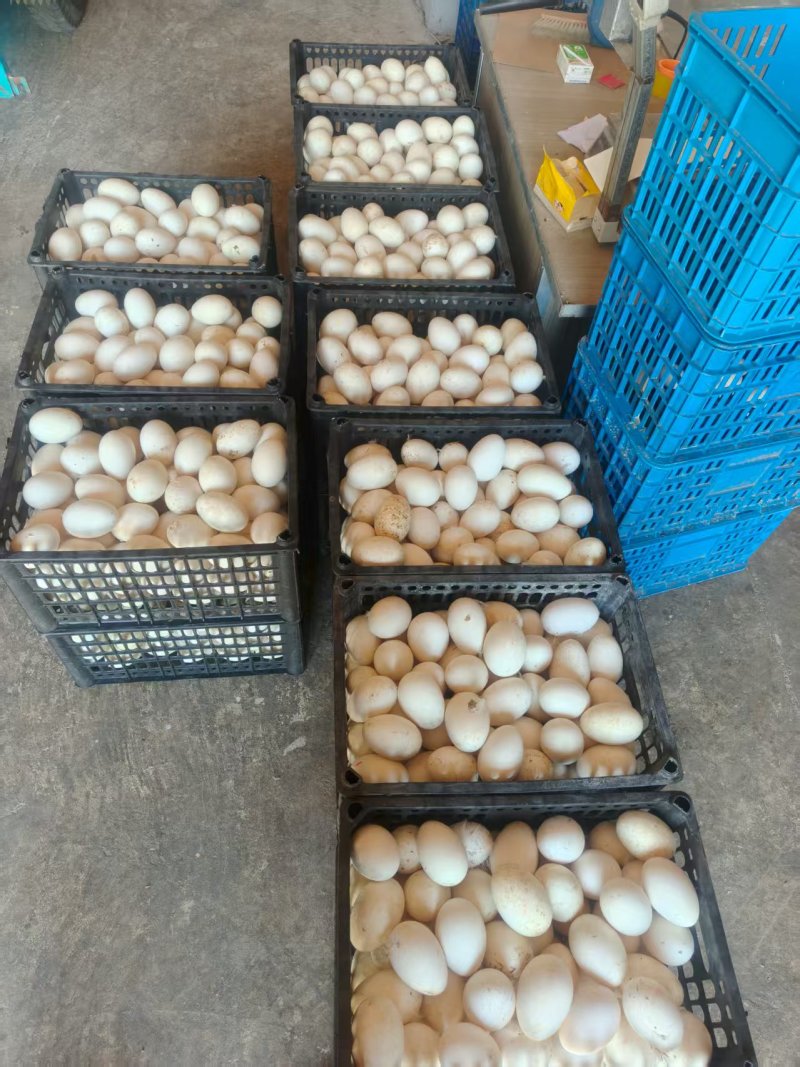 江苏鹅蛋/东台鹅蛋/散养鹅蛋/品质保证对接全国欢迎来电