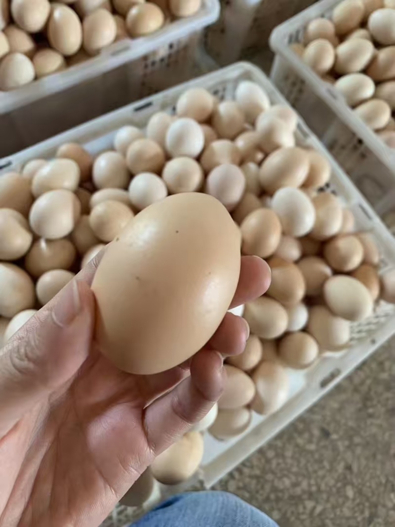 江苏绿壳乌鸡蛋/东台土鸡蛋/散养鸡蛋/价格美丽欢迎