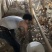 江苏绿壳乌鸡蛋/东台土鸡蛋/散养鸡蛋/价格美丽欢迎
