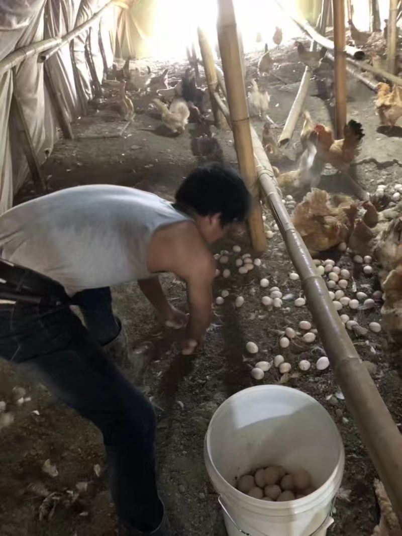 江苏绿壳乌鸡蛋/东台土鸡蛋/散养鸡蛋/价格美丽欢迎