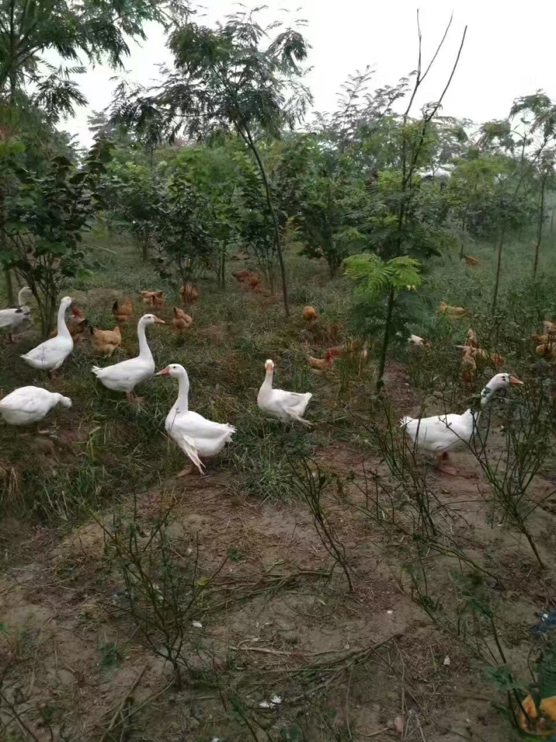 江苏绿壳乌鸡蛋/东台土鸡蛋/散养鸡蛋/价格美丽欢迎