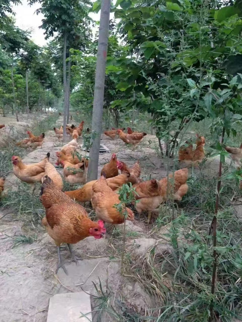 江苏绿壳乌鸡蛋/东台土鸡蛋/散养鸡蛋/价格美丽欢迎