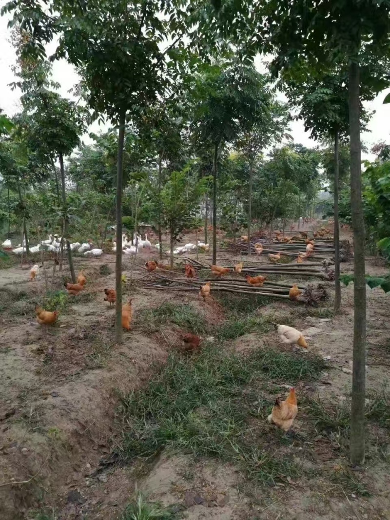 江苏绿壳乌鸡蛋/东台土鸡蛋/散养鸡蛋/价格美丽欢迎
