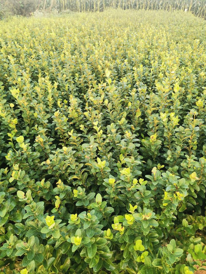 胶东卫矛60-80公分大量供应