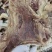 八分草须