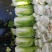 黄心白菜,吉林白菜酸菜厂菜大量供应。市场白菜!