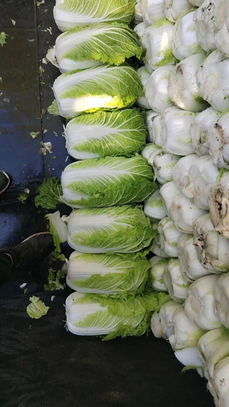 黄心白菜，吉林白菜酸菜厂菜大量供应。市场白菜！