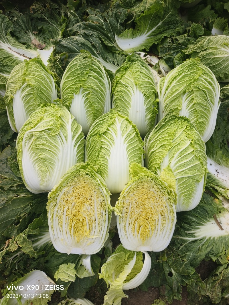 黄心白菜，吉林白菜酸菜厂菜大量供应。市场白菜！
