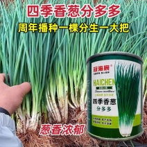 四季小香葱分多多小葱种子四季分葱种籽芽葱种子小葱庭院大田