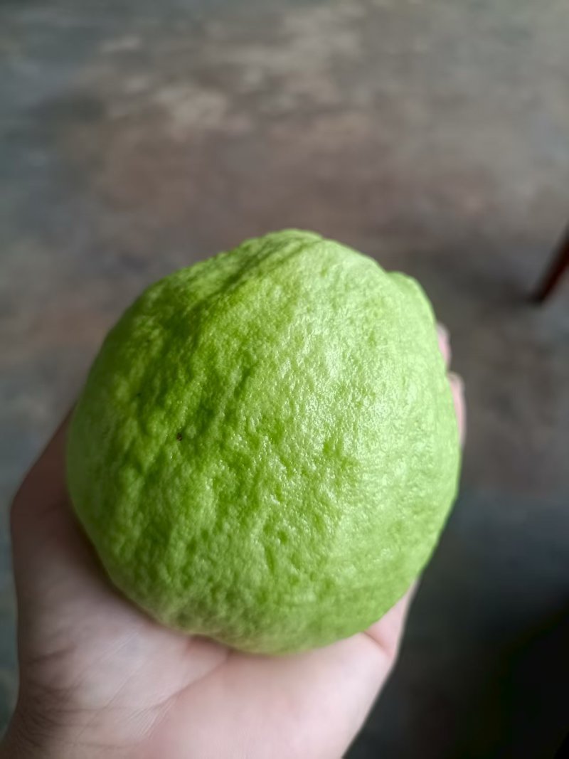 云南番石榴/云南奶油白心芭乐/白心番石榴/一件代发便宜