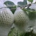 云南番石榴/云南奶油白心芭乐/白心番石榴/一件代发便宜