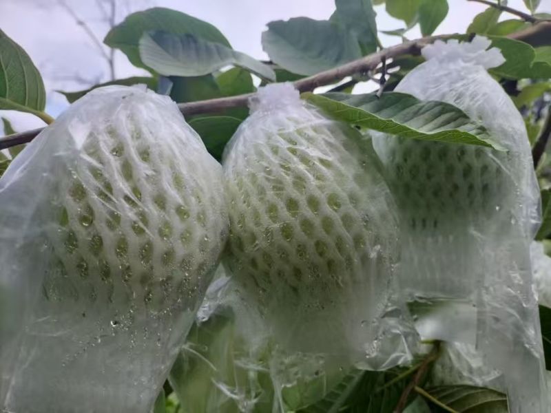 云南番石榴/云南奶油白心芭乐/白心番石榴/一件代发便宜