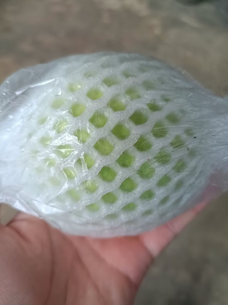 云南番石榴/云南奶油白心芭乐/白心番石榴/一件代发便宜