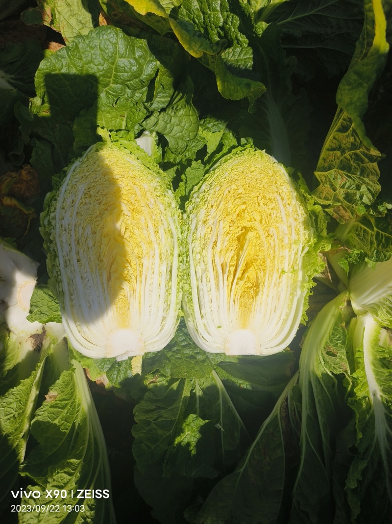 黄心白菜，吉林白菜酸菜厂菜大量供应。市场白菜！