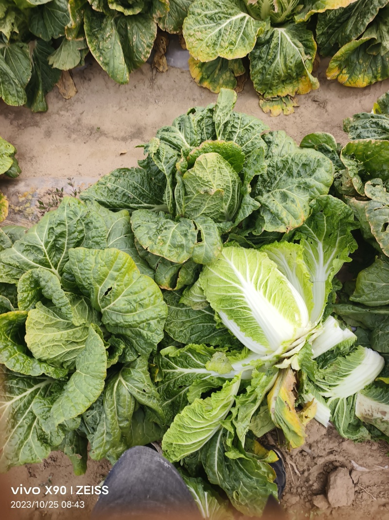 黄心白菜，吉林白菜酸菜厂菜大量供应。市场白菜！