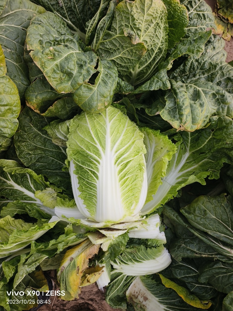 黄心白菜，吉林白菜酸菜厂菜大量供应。市场白菜！