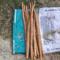 河北小白嘴，皮白肉质细腻，软糯香甜