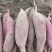 沙土地商薯19