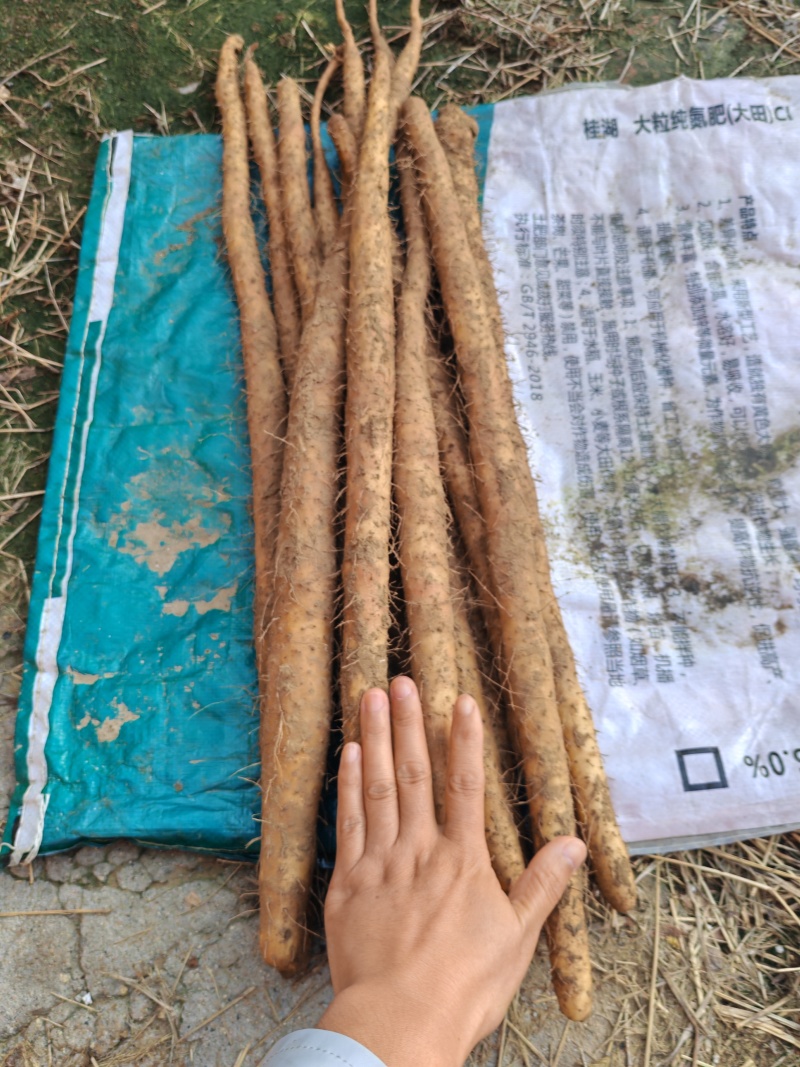 河北小白嘴，皮白肉质细腻，软糯香甜