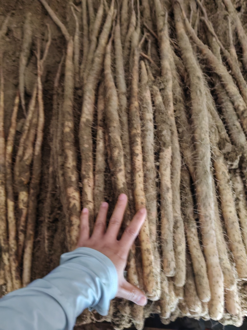 河北小白嘴，皮白肉质细腻，软糯香甜