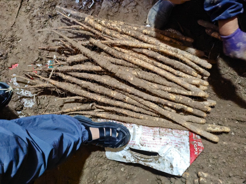 河北小白嘴，皮白肉质细腻，软糯香甜