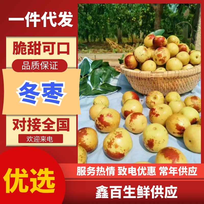 冬枣~山东沾化大棚露天鲜枣商超市场批发对接电商一件代发