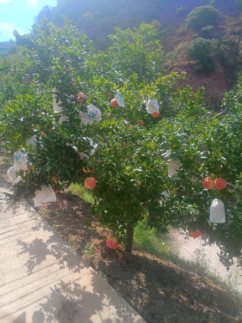 突尼斯软籽石榴