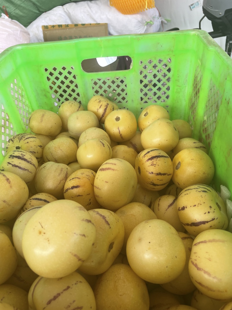 云南人参果树熟果一件代发