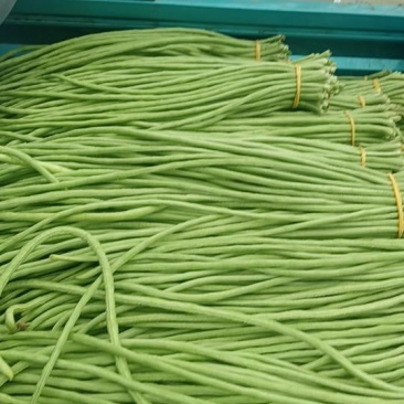 济南章丘区豆角大量上市