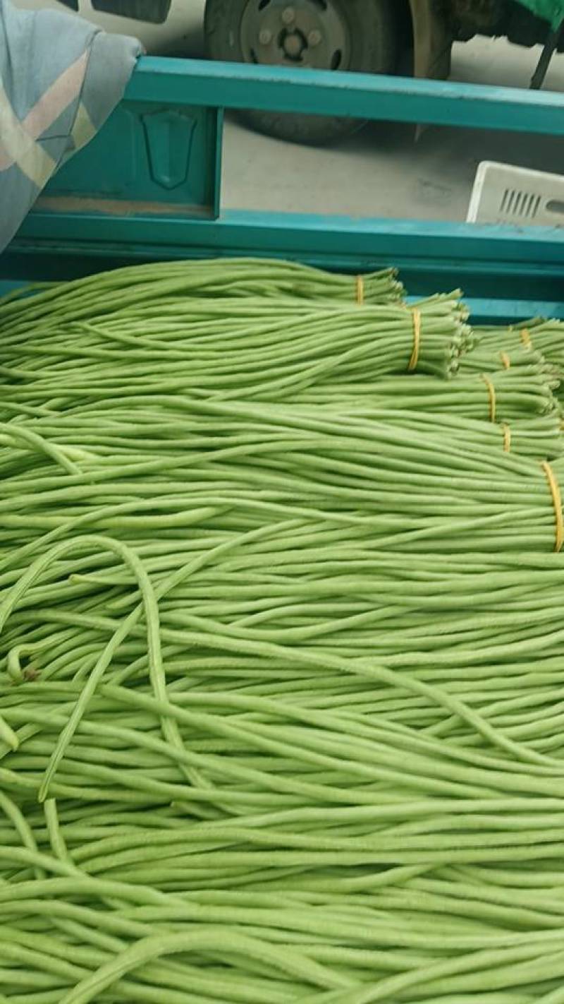 济南章丘区豆角大量上市