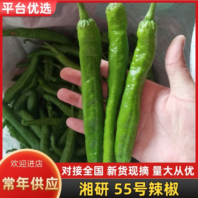 精选辣椒湘研55号保质保量产区一手货源