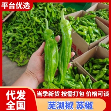 《实力》河南辣椒精品芜湖椒苏椒砀椒大量上市