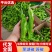 《实力》河南辣椒精品芜湖椒苏椒砀椒大量上市