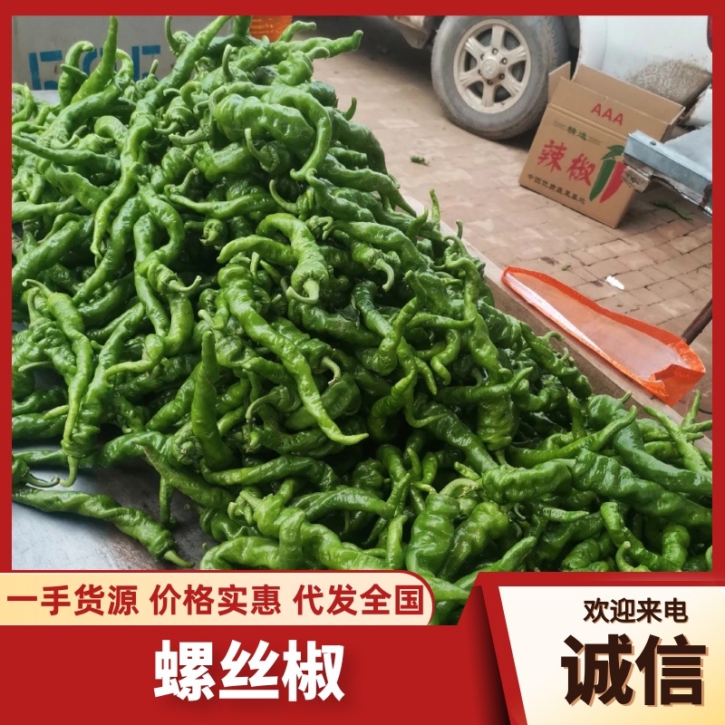 《实力》螺丝椒精品鲜辣椒河南辣椒质量保证一手货源