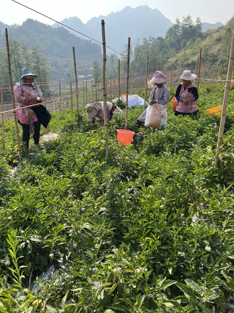 云南石林人参果批发，一件代发