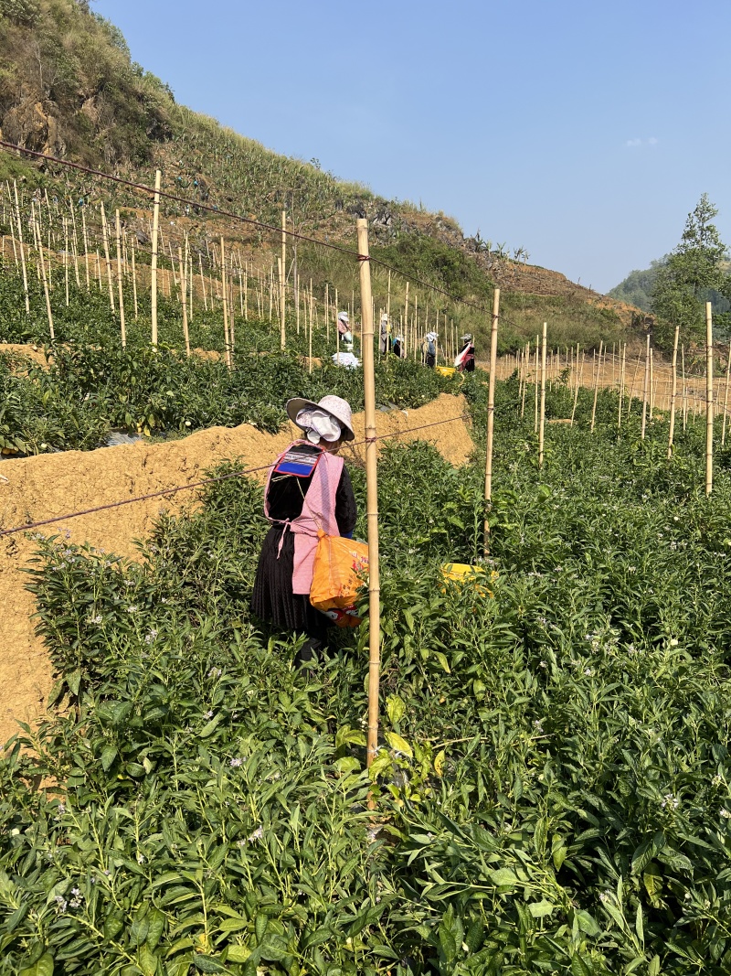 云南石林人参果批发，一件代发