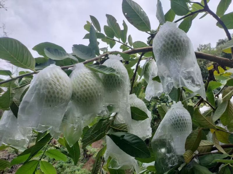 云南红心番石榴/红河红心芭乐/红宝石红心芭乐/便宜