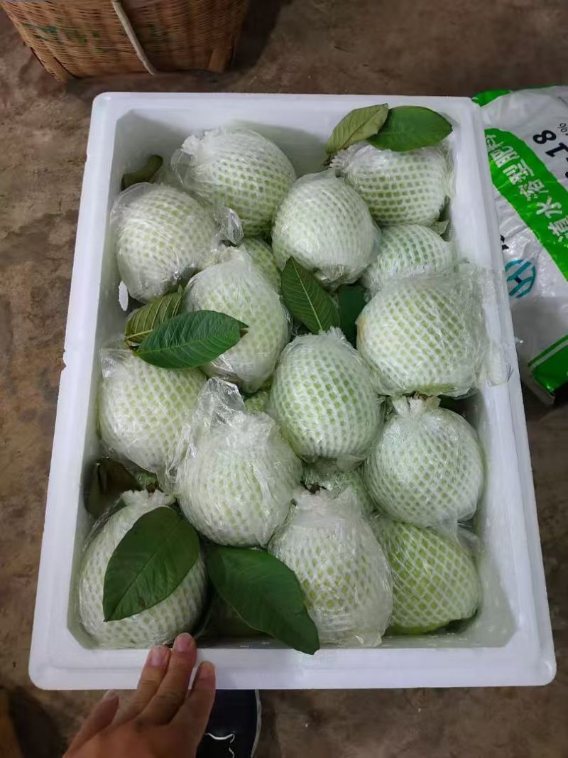 云南红心番石榴/红河红心芭乐/红宝石红心芭乐/便宜