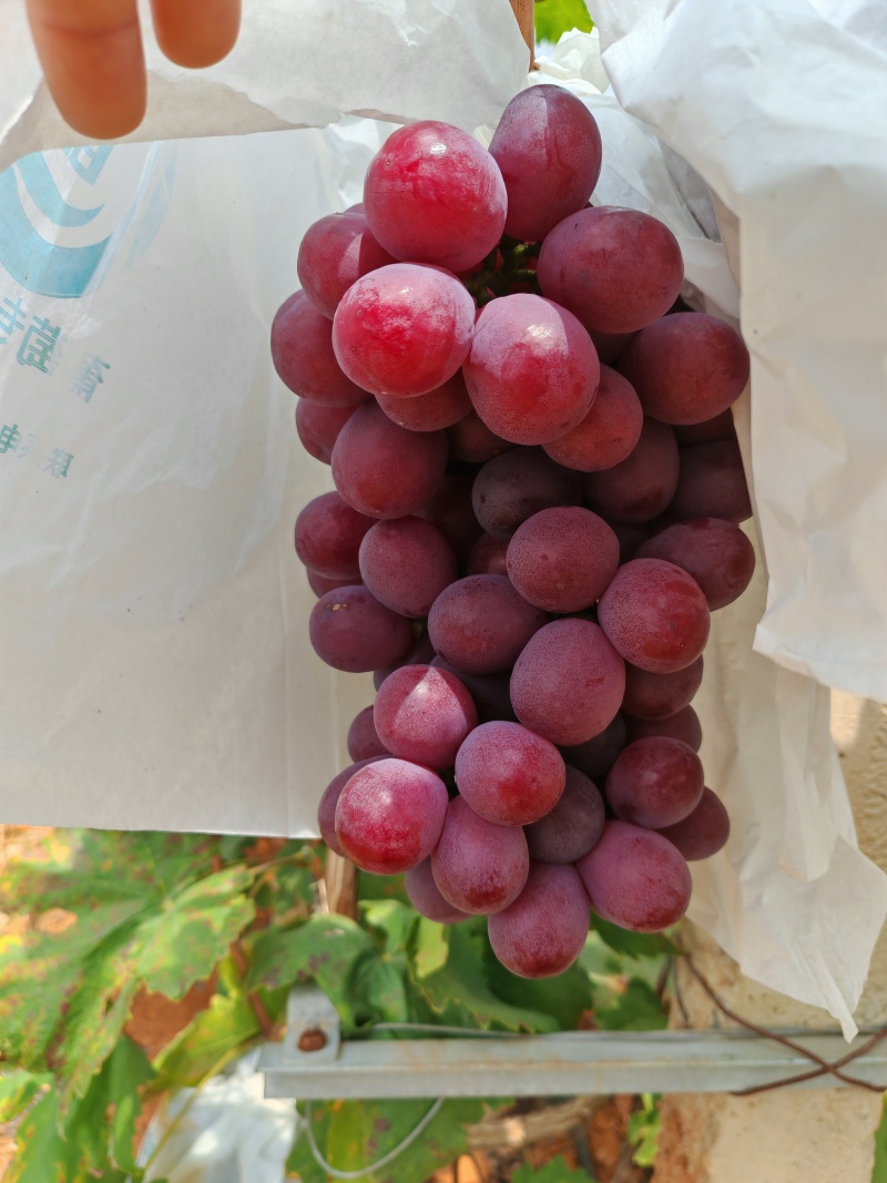 云南红提