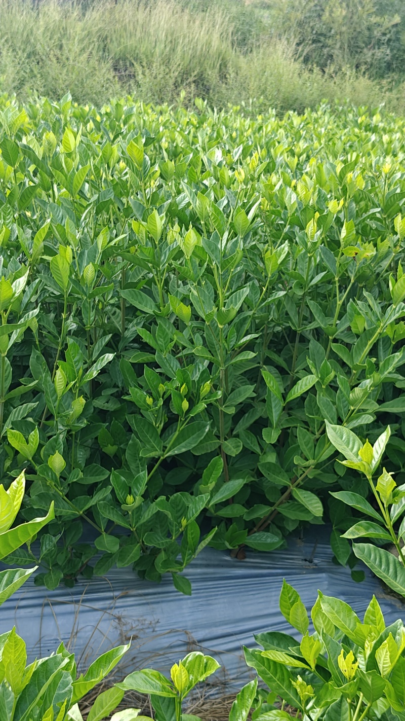 水栀子扦插苗，根系发达，地径粗壮，当年栽植当年结果。