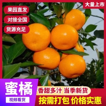 【热卖推荐】浙江蜜橘柑橘橘子产地直销量大从优视频
