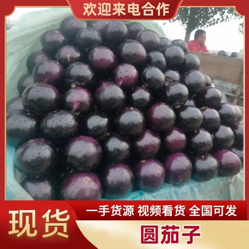 紫光园茄黑又亮，全部都是大棚里的货，适合电商，超市，市场
