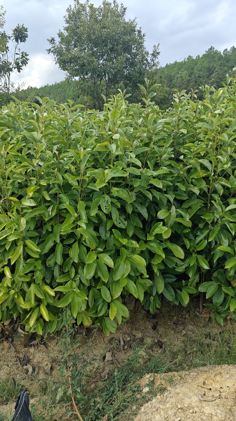火力楠袋苗