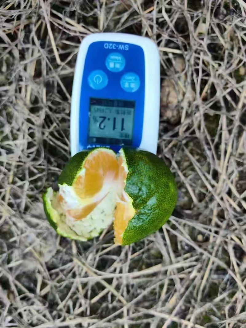 【热卖推荐】浙江蜜橘柑橘橘子产地直销量大从优视频