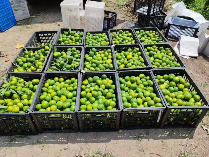 【热卖推荐】浙江蜜橘柑橘橘子产地直销量大从优视频