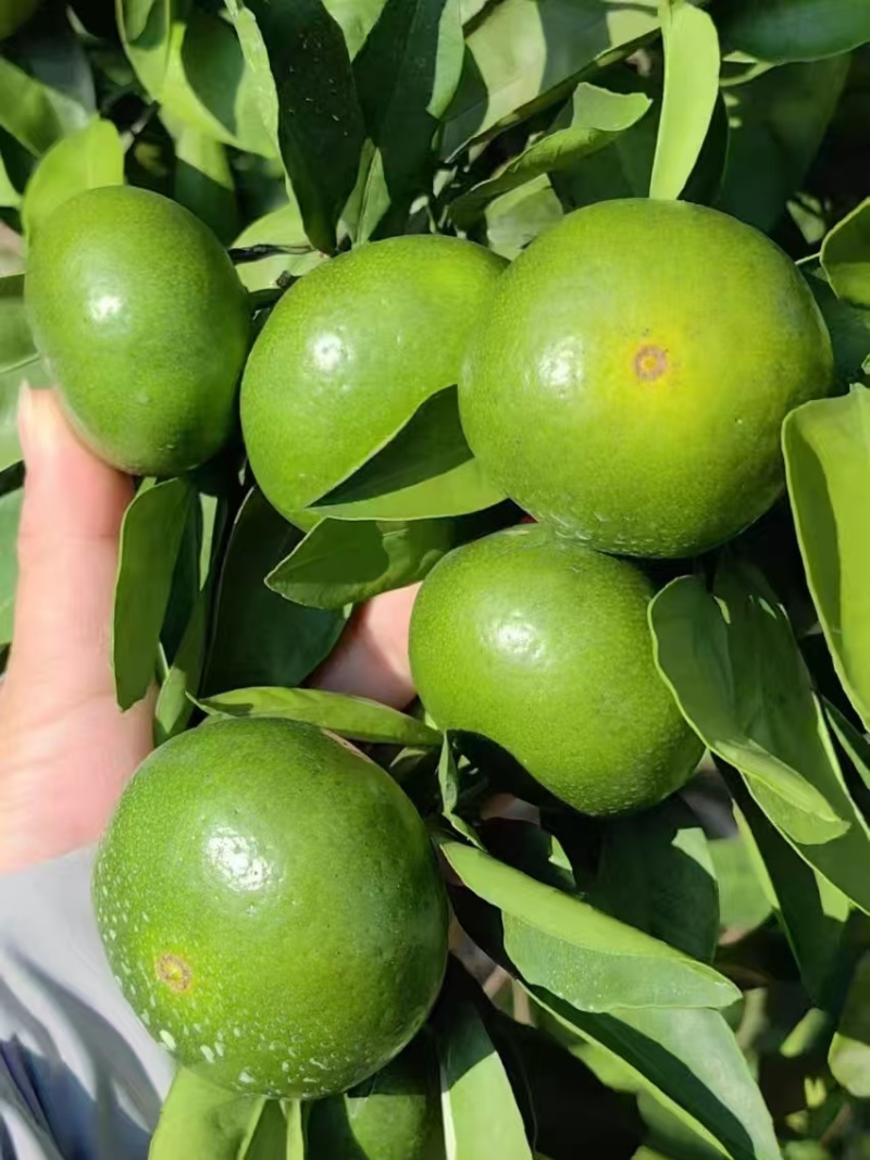 【热卖推荐】浙江蜜橘柑橘橘子产地直销量大从优视频