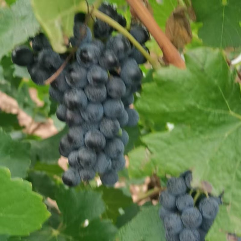 酒葡萄，赤霞珠，酿酒葡萄，一手货源，量大价优