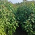 山乌桕袋苗，地径0.6至2公分，基地直销。